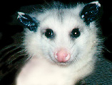 Awesome-possum.com world class promotion services.